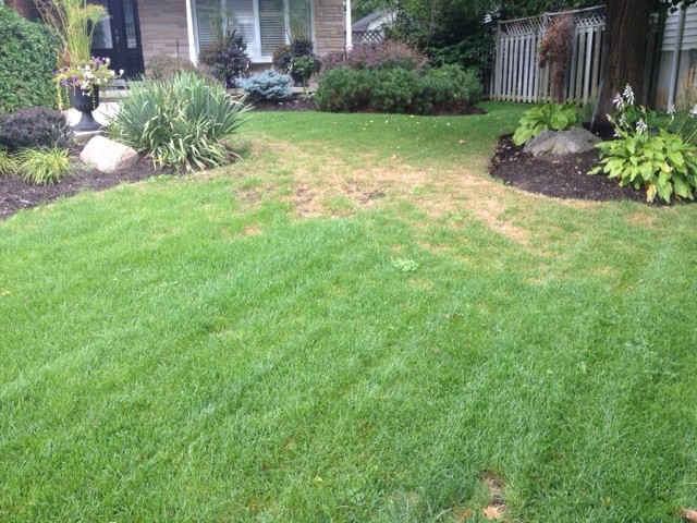 Necrotic Ring Spot Disease on Lawn- A Lawn Care Problem